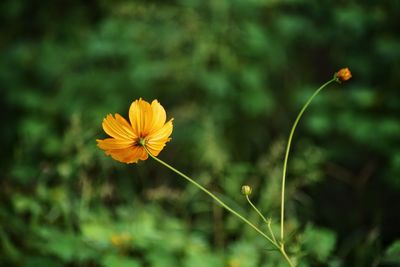 Close-up of yellow cosmos flower on field