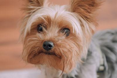 Close-up of dog