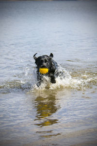 Dog in a lake