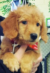 Dog looking at camera