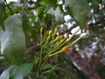 Close-up of honey bee on plant