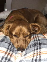 Close-up of dog sleeping on bed at home