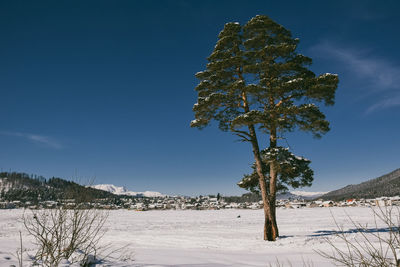 Trees on snow covered field against sky