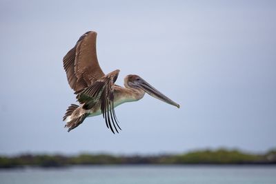 Closeup of galapagos brown pelican pelecanus occidentalis urinator flying above water ecuador. 