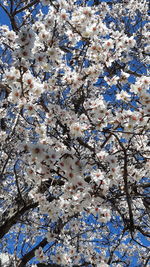 Low angle view of cherry blossoms against sky