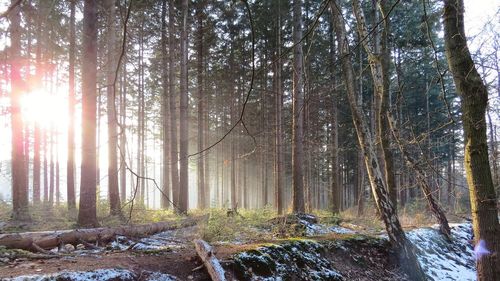 Trees in forest during winter