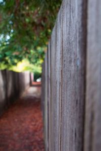 Close-up of tree