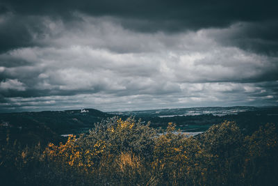 Plants growing on land against sky