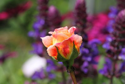 Close-up of pink rose flower