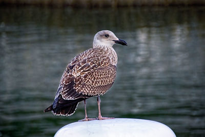 Close-up of birds