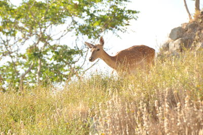 Side view of deer standing on field