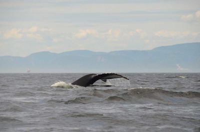 Whale diving into river against mountains