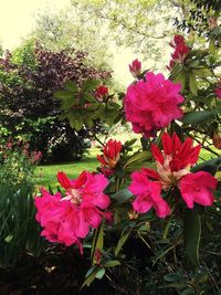 flowering plant