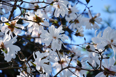Close-up of white star magnolia blossom against blue sky