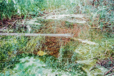 Plants growing in field