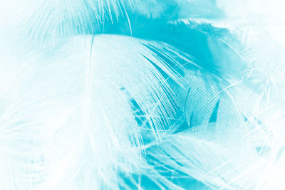 Close-up of feather against white background