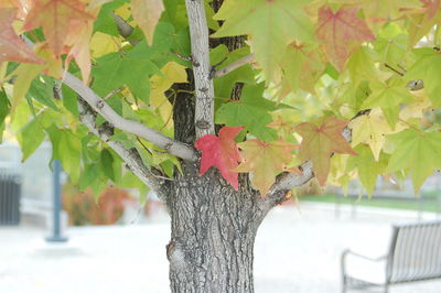 Close-up of tree trunk