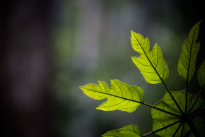 Close-up of green leaves against blurred background