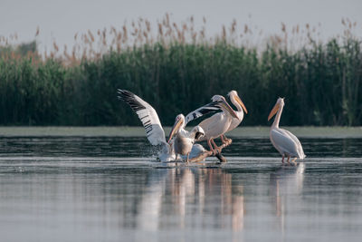 Birds flying over lake against sky