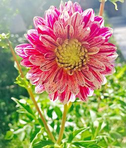 Close-up of flower blooming outdoors