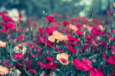 Close-up of red flowers