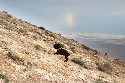 Dog on mountain against sky