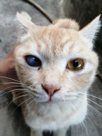 Close-up portrait of cat