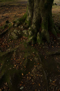 Close-up of tree roots