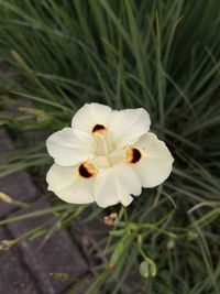 Close-up of white flower blooming outdoors