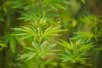 Close-up of fresh green leaves