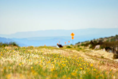 Scenic view of grassy field against clear sky