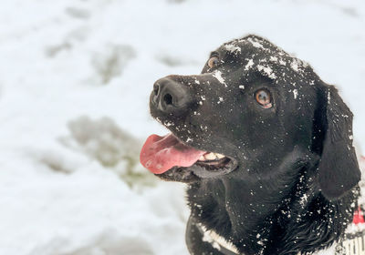 Close-up of black dog in snow
