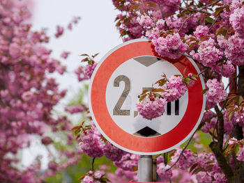 Low angle view of pink cherry blossom on tree