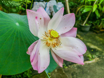 Close-up of pink flower