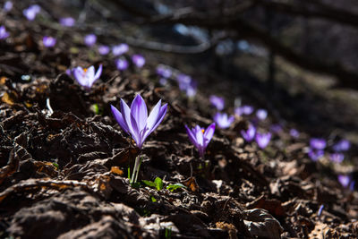 Close-up of purple crocus flowers on field