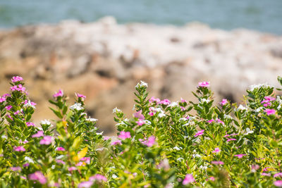 Close-up of pink flowering plant in sea