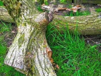 Trees in forest