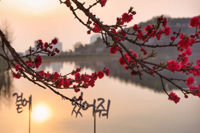 Close-up of red flowering plant against lake during sunset