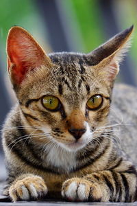 Close-up portrait of a cat