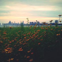 Plants growing on field