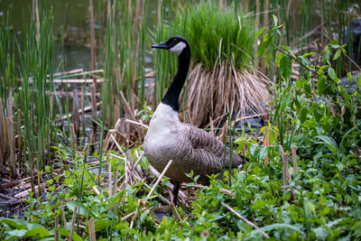 Mallard duck