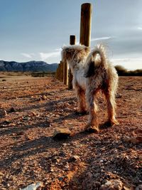 Dog standing in a field