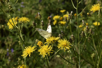 Close-up of bird on plant