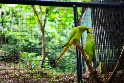 Bird perching in cage