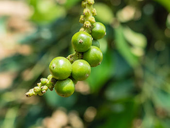 Close-up of berries growing on tree