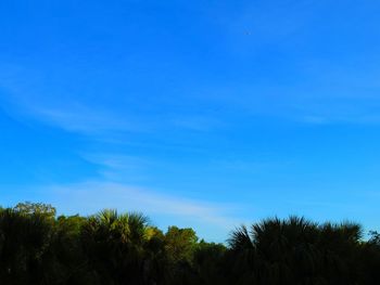 Low angle view of silhouette trees against blue sky