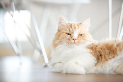 Close-up portrait of a cat