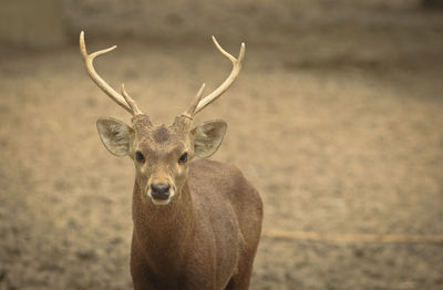 Portrait of deer standing on field