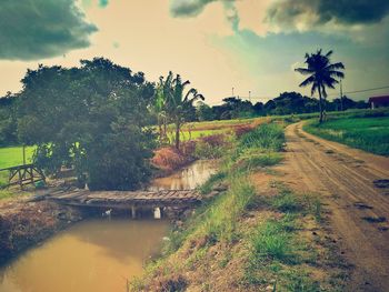 Scenic view of palm trees on landscape against sky