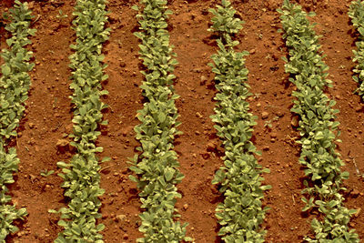 Full frame shot of corn field